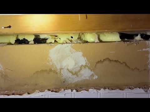 Foam Insulation Full of Carpenter Ants in Pine Beach, NJ