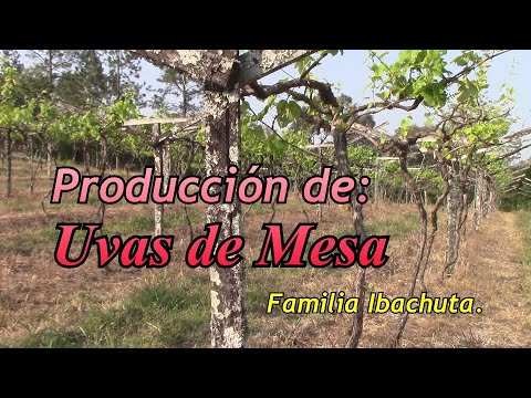 , title : 'Consejos para la producción de Uvas de mesa'