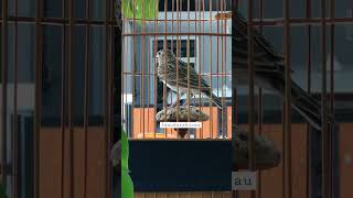 Download lagu Cari juragan baru.. sanma lark ganteng gacor roll #sanmalark #pancingansuaraburungsanma mp3