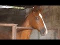 10 Minutes Of Funniest Horse Videos 😅 Best Compilation!