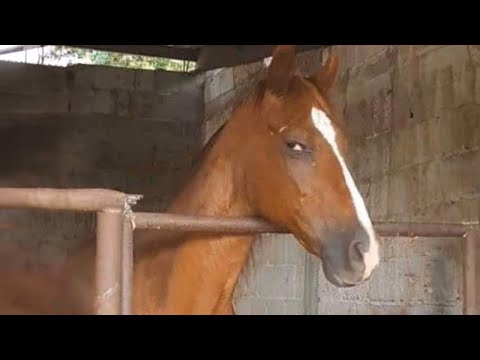 10 minutes de vidéos de chevaux les plus drôles, la meilleure compilation !