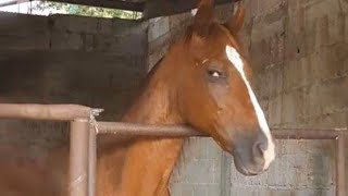10 minutes de vidéos de chevaux les plus drôles, la meilleure compilation !