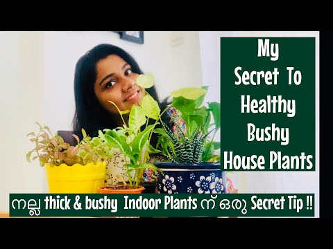, title : 'My Secret To Bushy Healthy Indoor Plants |Indoor Plant Care | Gardening Tips | Mom life Journal'