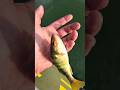 Video Thumbnail for Life goes on ..?  #short #fishing #shorts #perch