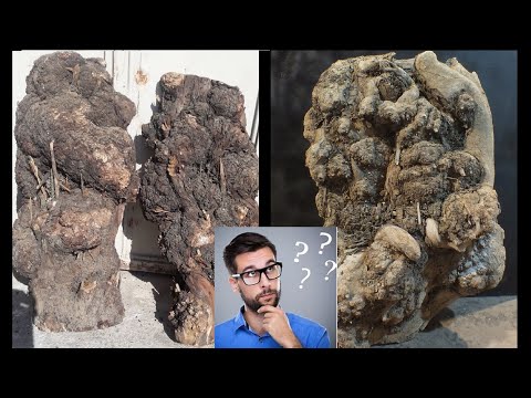 What is  Burl wood? How Burl is formed in trees?