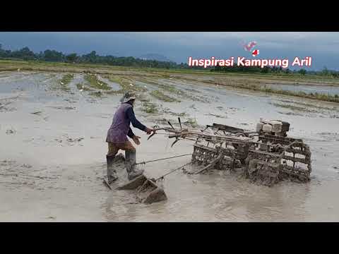 Hikayat Cik Siti Wan Kembang - Tribute - Megat Nordin - Pemandangan sawah padi kampung Aril