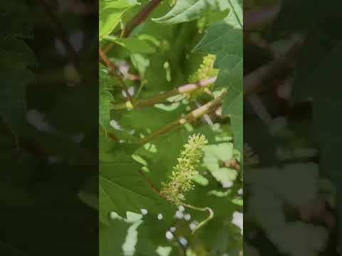 ブドウの剪定時期 秋 冬 剪定方法 ヒント