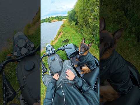 ПРИЕХАЛИ НА РЕЧКУ! #немецкаяовчарка #мотоцикл #мотоссср #мото