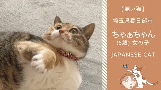 ふくよか俊敏猫 | 埼玉県春日部市在住 ちゃぁちゃん  | Japanese Cat