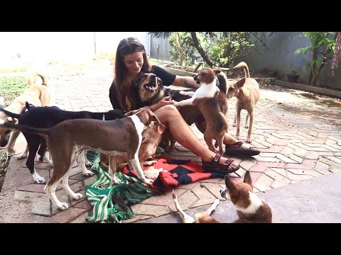 MEET MY HOUSEMATES! 🐶