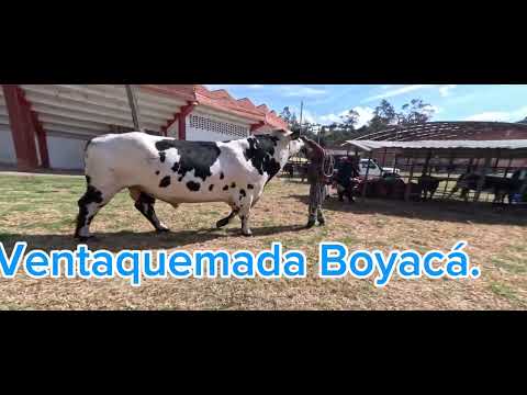 Un pesado en Ventaquemada Boyacá. 