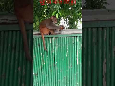 monkey #new #eat maiza#new delhi.