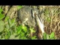 Great Blue Heron Eats Large Fish