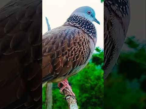 The alluring sound of Gacor Tekukur #tekukur #tekukurgacor