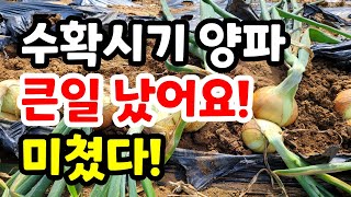 양파수확시기 우리집 양파에 무슨일이? 이런 양파 보셨어요?완전 대물양파/ 양파 잘못 말리면 다 섞어요