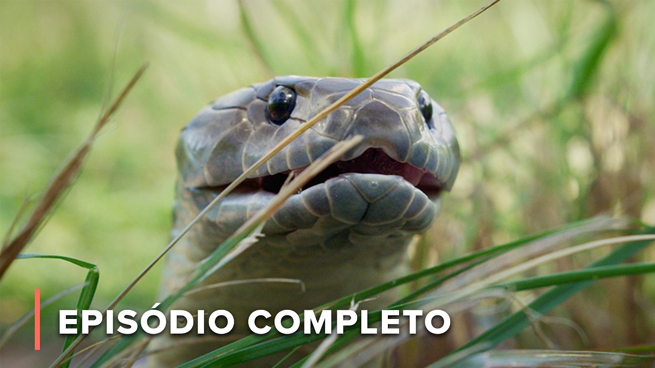 Predadores dos pântanos: Os caçadores mais ferozes da Austrália | Australianos Mortais 102