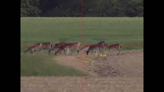 Deer 🦌 using the Pard NV-S470CL Day Nightvision Rifle Scope