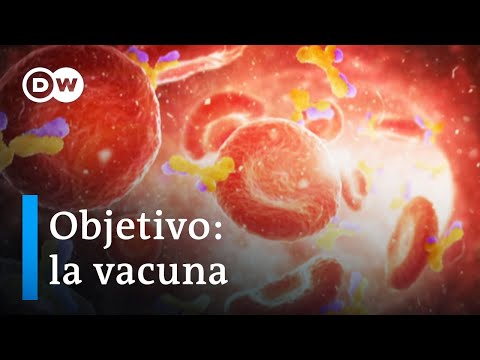 搜索冠狀病毒疫苗 (En busca de la vacuna contra el coronavirus)