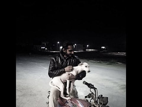 How To Teach Your Dog Perfect Recall | Yazdan the dog trainer