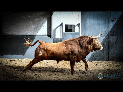 SORTEO | Los toros de Pedraza de Yeltes para el Domingo de Resurrección
