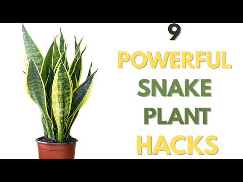 The #1 Snake Plant Care Mistake That's KILLING Your Plant