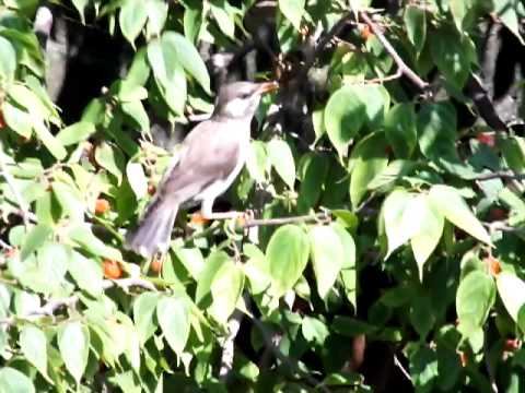 110622ムクドリ木の実食べる