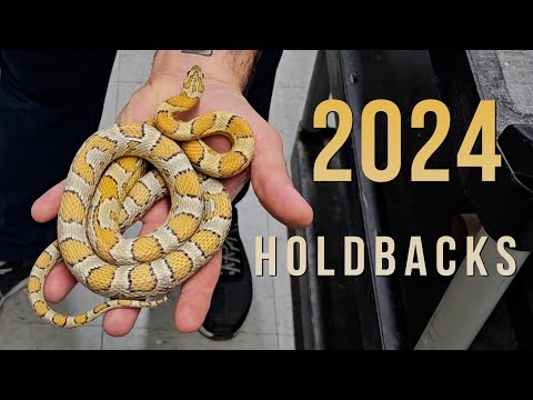 FUTURE BREEDERS HOLDBACKS! CORN SNAKE EDITION