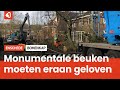 Monumentale beuken aan Van Kolstraat gekapt