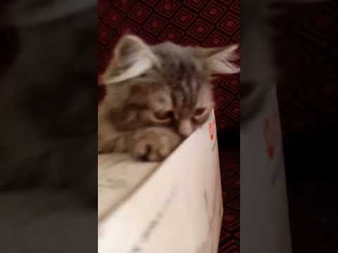 my new cat I am so happy with my new family member #vasudha