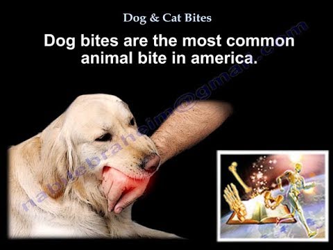 Dog & Cat Bites - Dr. Nabil Ebraheim - YouTube