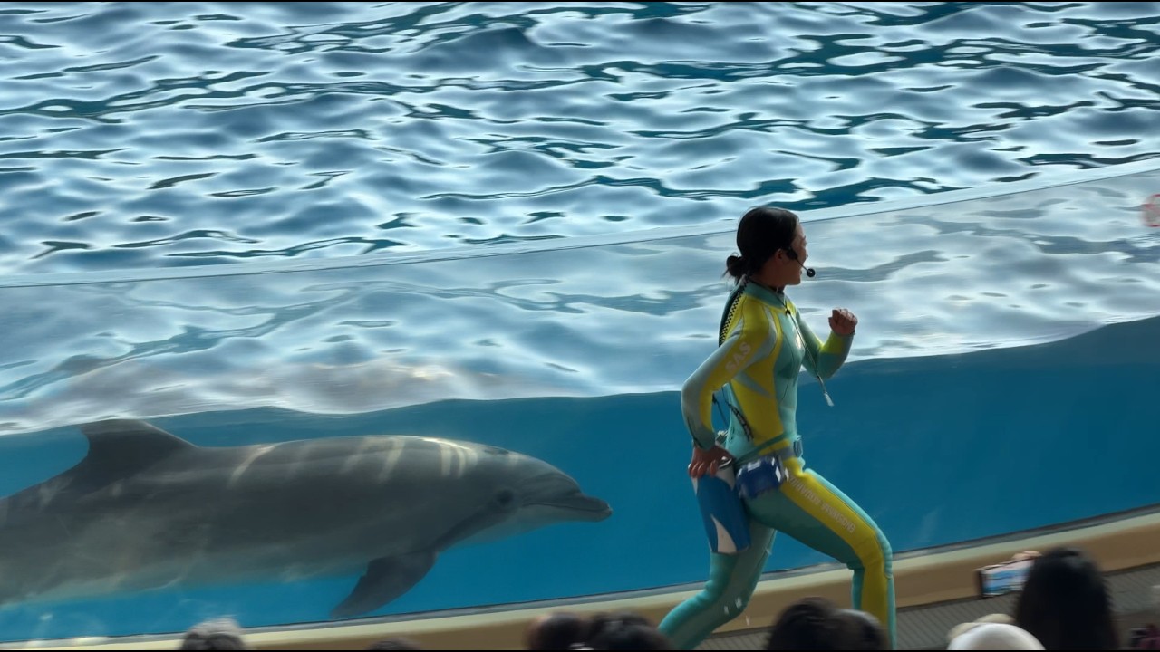 新江ノ島水族館 えのすい イルカショー イルカミニパフォーマンス「きょうのイルカTime」ニコTime ※2026.03.21