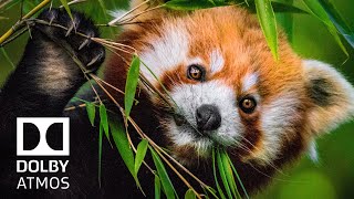 Endangered Animal Species HDR 4K Video ULTRA HD 60FPS 8K Video - Dolby Vision