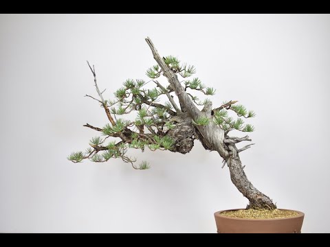 Styling a Yamadori Pine Bonsai | Bonsai-U