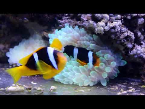 download lagu mp3 mp4 Amphiprion Bicinctus, download lagu Amphiprion Bicinctus gratis, unduh video klip Amphiprion Bicinctus