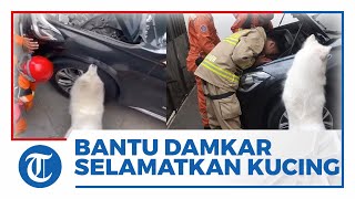 Viral Video Momen Anjing 'Bantu' Petugas Damkar Selamatkan Kucing yang Terjebak di Bawah Kap Mobil