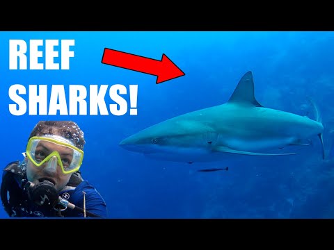 REEF SHARKS & BLUE HOLE | Belize Aggressor III Liveaboard