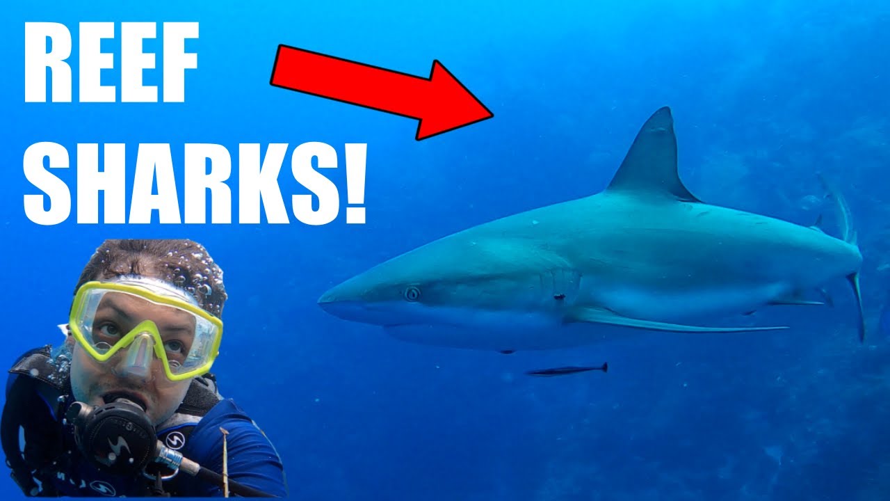 REEF SHARKS & BLUE HOLE | Belize Aggressor III Liveaboard