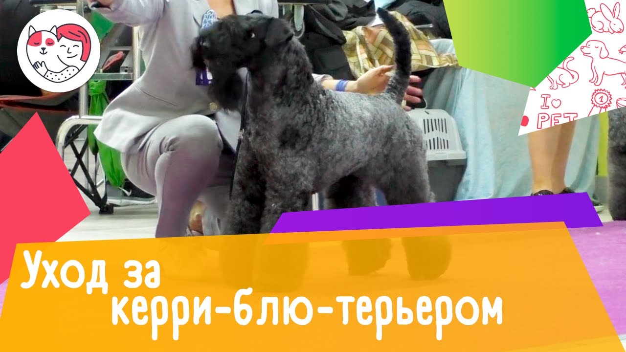 5 особенностей ухода за керри-блю-терьером