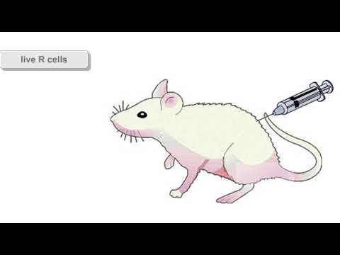 Griffith's Experiments