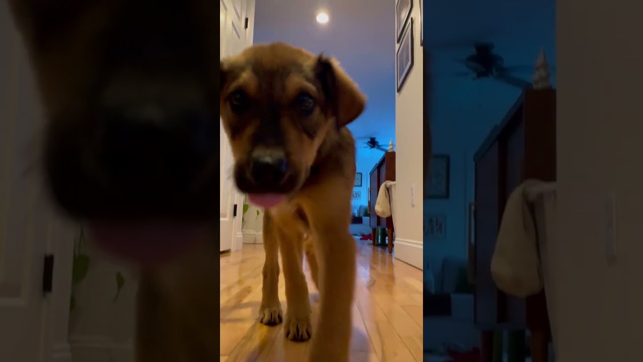 Ollie IN MAINE, a Adoptable mixed breed in South Portland, ME video 6/6