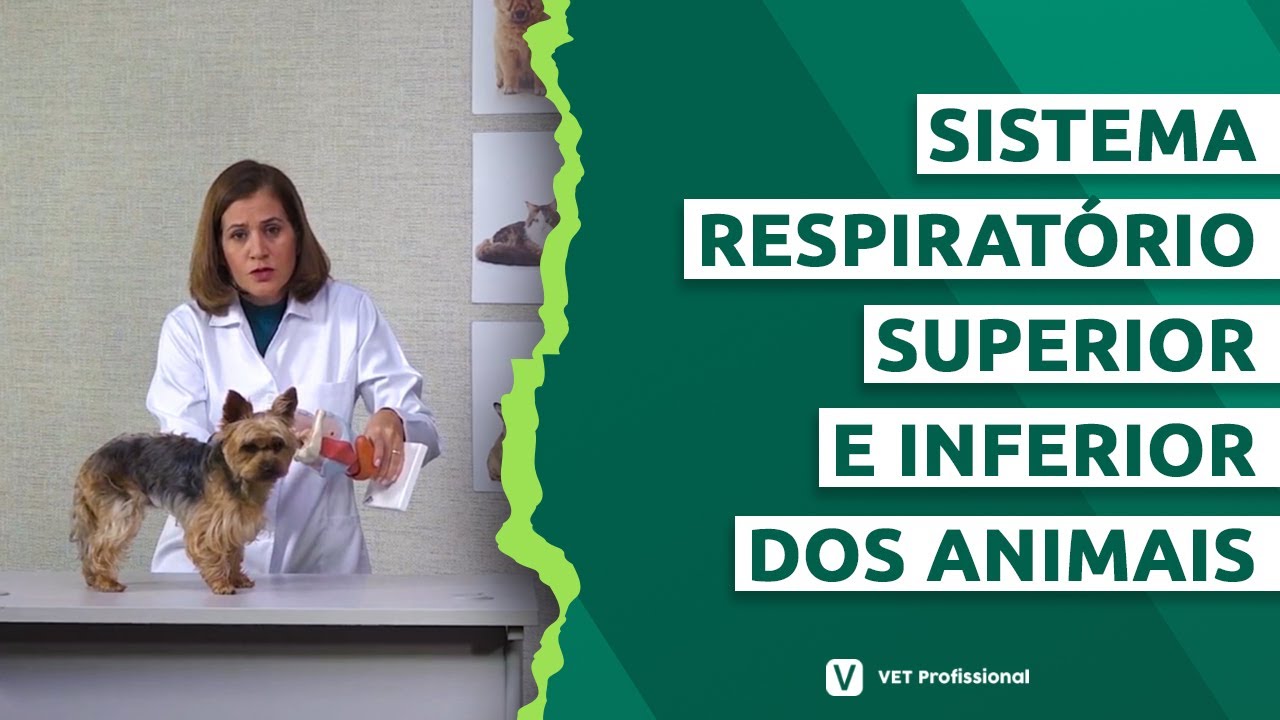 Fisiologia Animal: componentes do sistema respiratório