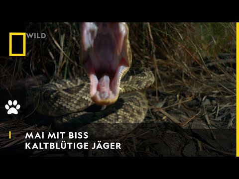 MAI MIT BISS - Kaltblütige Jäger | National Geographic