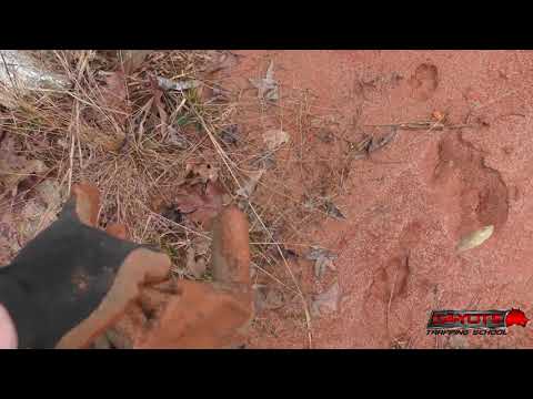 Resetting the trapline and some Trail cam videos