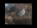Johnny Hallyday Intro Live au Zénith 1984