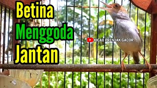 Download lagu SUARA BETINA GACOR MENGGODA JANTAN ‼️ Prenjak Betina Memanggil Jantan. mp3 Download lagu SUARA BETINA GACOR MENGGODA JANTAN ‼️ Prenjak Betina Memanggil Jantan. mp3