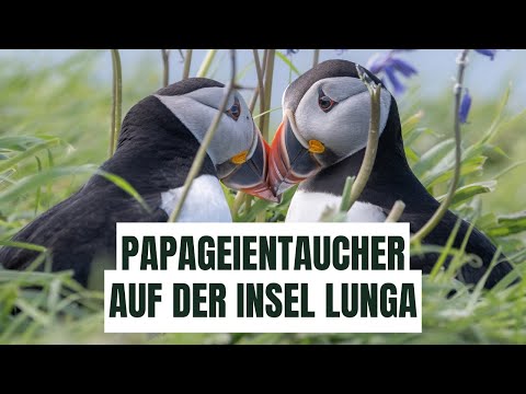 Papageientaucher auf der Insel Lunga in Schottland