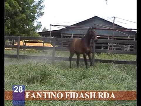 2012 - HARAS RINCON DEL AGUARA - LOS MONTEROS - LOTE 28 FANTINO FIDASH RDA