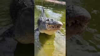 Download lagu Begini suara asli Buaya #viral  #animals #buaya #challenge #viral mp3