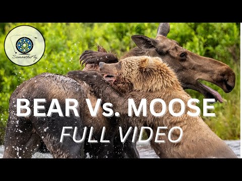 BEAR VS. MOOSE : FULL VIDEO
