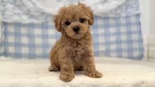 ハーフ犬の動画01